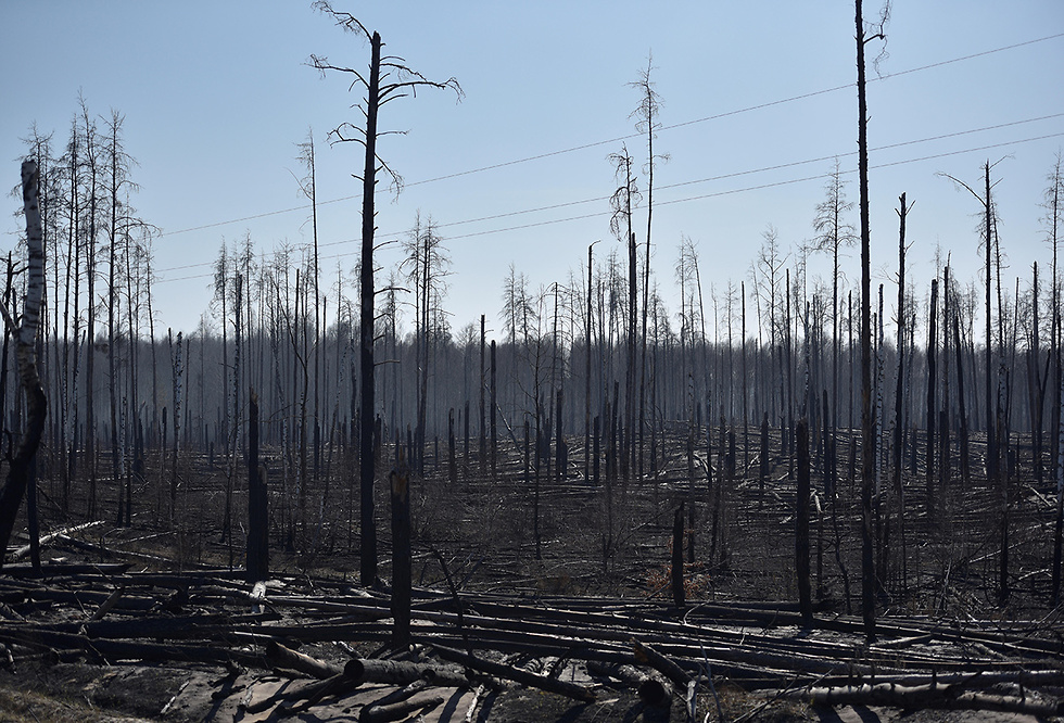 שריפה יער ליד צ'רנוביל כור גרעיני ב  אוקראינה (צילום: רויטרס)