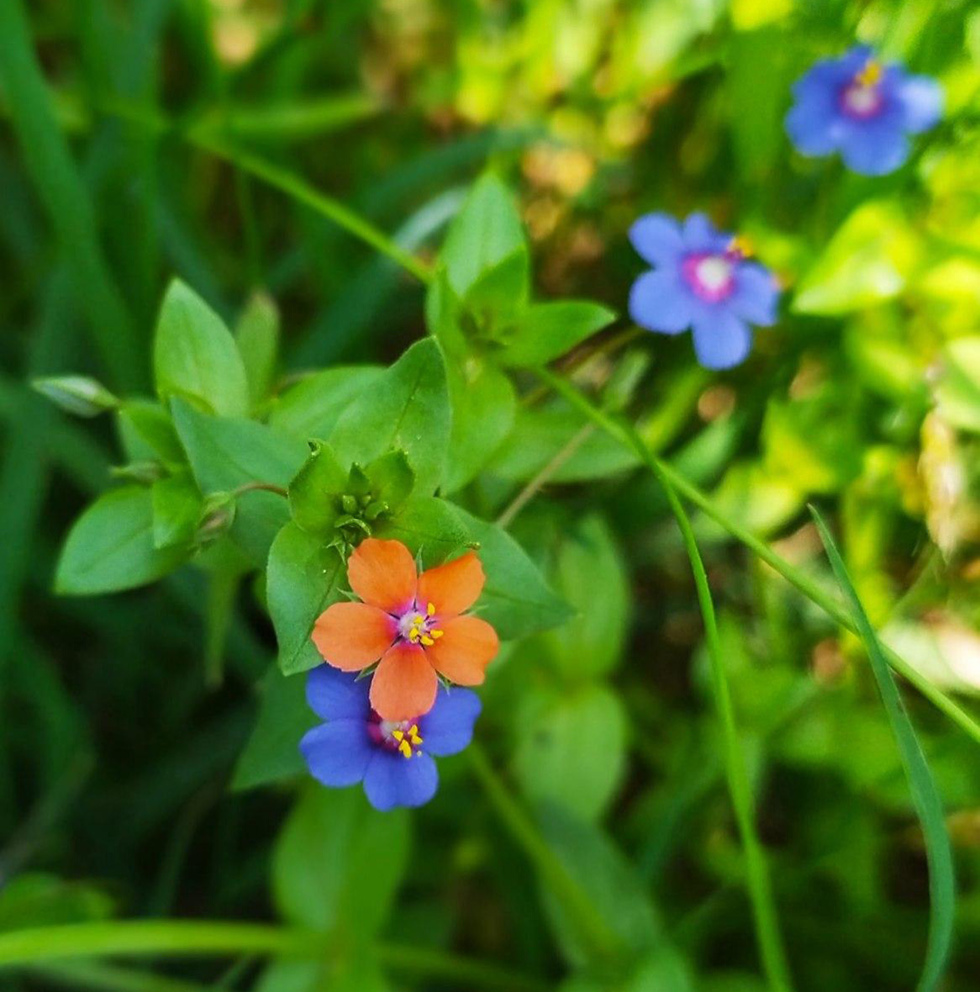 פרחים בעין אפק (צילום: דניאל הייטנר ריכטמן, רשות הטבע והגנים)