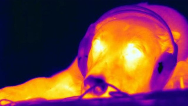 אזור הרינריום עשיר בתאי עצב, והטמפרטורה שלו נמוכה. תמונת אינפרא-אדום של אחד הכלבים במחקר, בתוך מכונת ה-MRI. שימו לב לאף הכהה יותר, ולכן הקר יות (צילום: Anna Bálint)