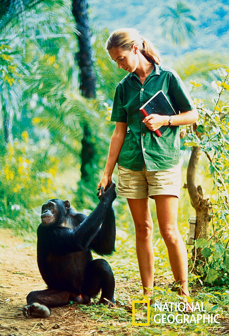"הימים שלי עם השימפנזים היו הטובים ביותר בחיי". ג'יין גודול | צילום: נשיונל ג'אוגרפיק
