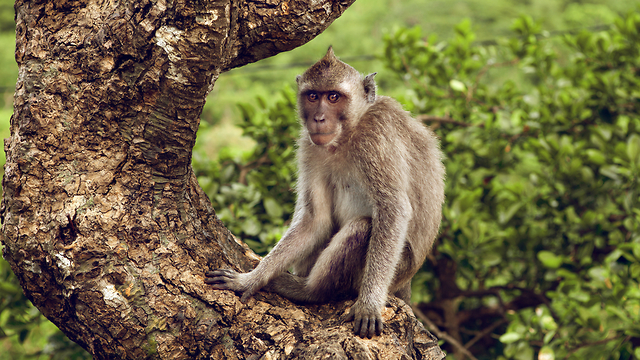 קוף מקוק (צילום: shutterstock)