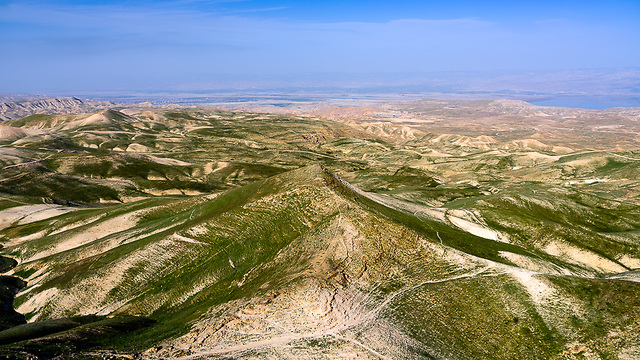 Иудейская пустыня тоже цветет. Фото: Исраэль Бардуго