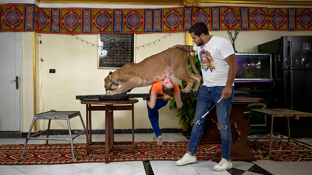 נגיף קורונה מצרים אשרף אל חלווה מאלף אריות (צילום: AP)