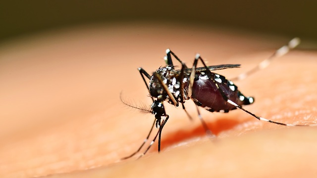 Aedes aegypti (צילום: shutterstock)