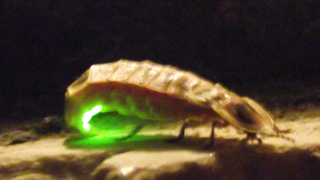 גחלילית (צילום: פזית שביד-שייט, החברה להגנת הטבע)