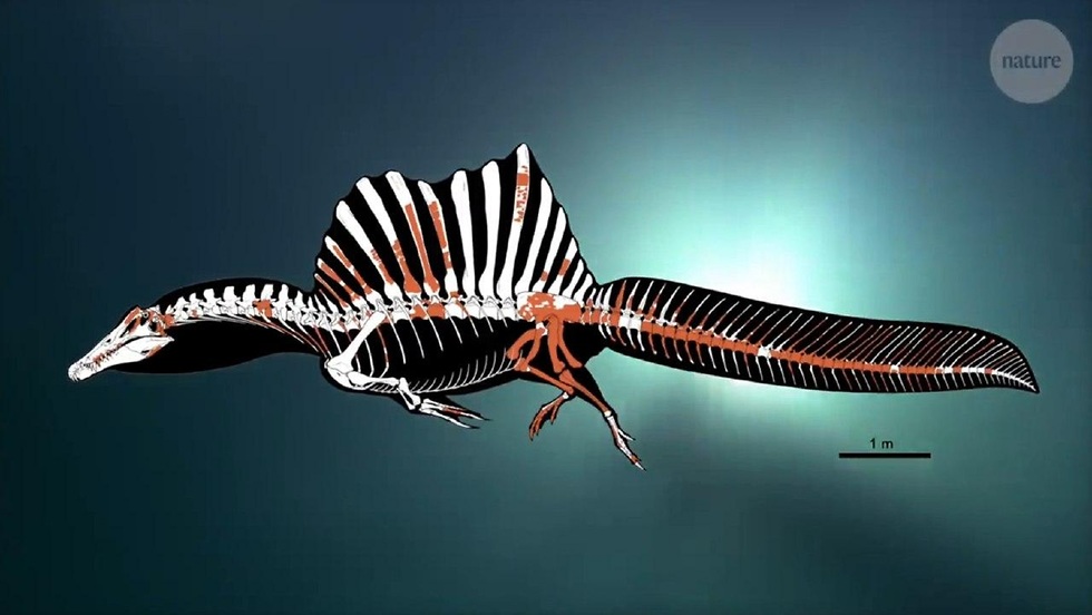 שלד של דינזאור ימי  (מתוך: Nature)