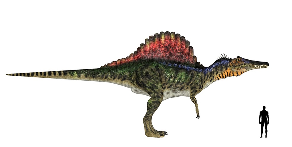 ספינוזאורוס אגיפטיאקוס לעומת אדם ממוצע (הדמיה: shutterstock)