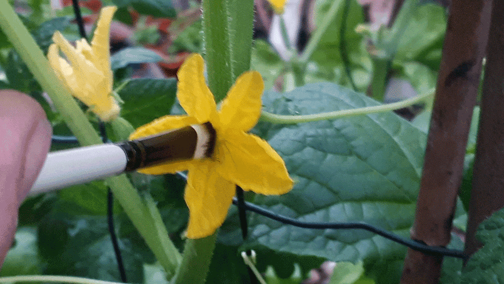 הפרייה ידנית לפרחי מלפפונים (צילום: באדיבות רודה גינון ונוף)