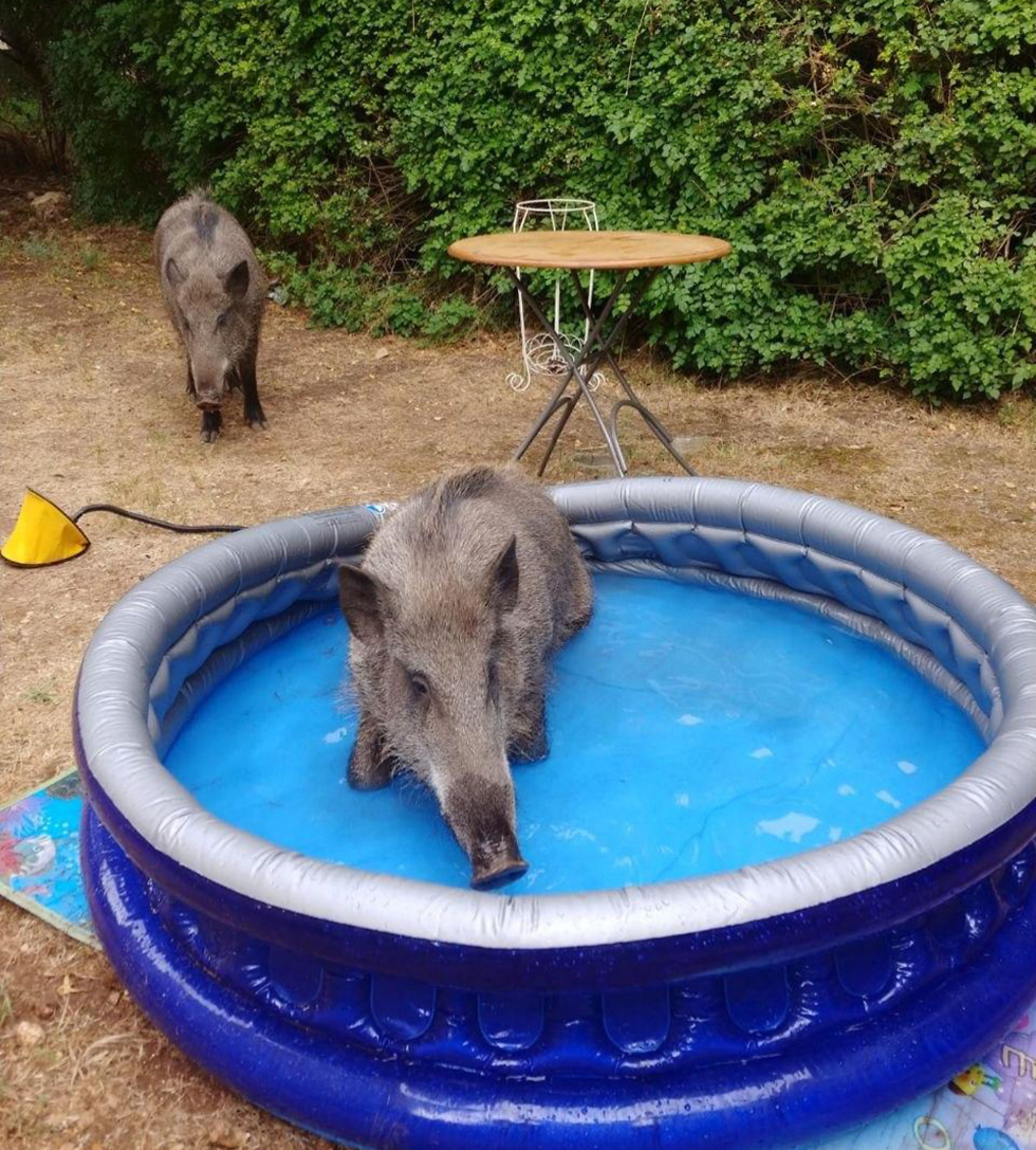 חזיר בר בבריכה בחצר בחיפה (צילום: שירלי גוטמן)