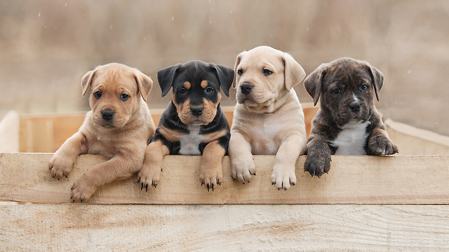 גורי כלבים (צילום: shutterstock)