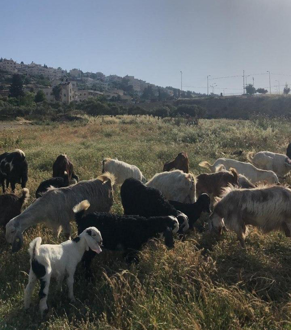  למעלה מ-150 כבשים עיזים בקר וגמלים  גוייסו למניעת  שריפות בקיץ (צילום: עלא דאבש וסווטלנה פינסון)