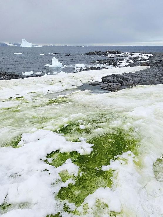 ירוק על רקע לבן (צילום: AFP)