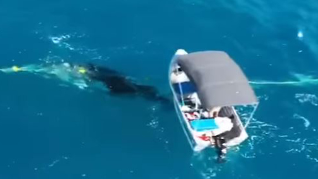 הציל לווייתן שנלכד ברשת ים גולד קואוסט  אוסטרליה ()