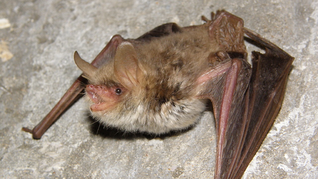 עטלף דק אוזן (צילום: עזרא חדד, רשות הטבע והגנים)
