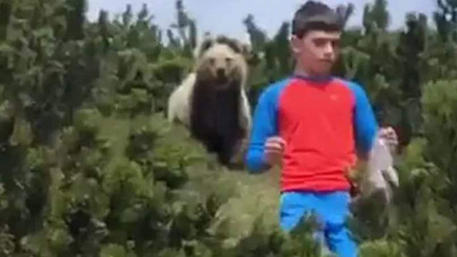 דוב עוקב אחרי ילד בטיול ב דרום טירול ב איטליה ()