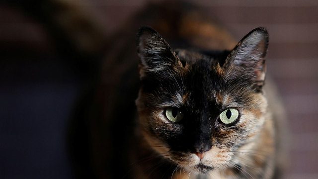 צרפת ה חתולה פאפי שרדה את נגיף ה קורונה (צילום: רויטרס)