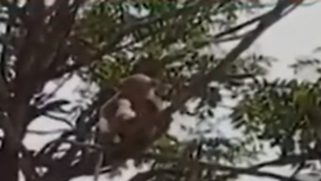 קוף לועס את אחת הדגימות (צילום: מתוך שידורי הטלוויזיה בהודו)