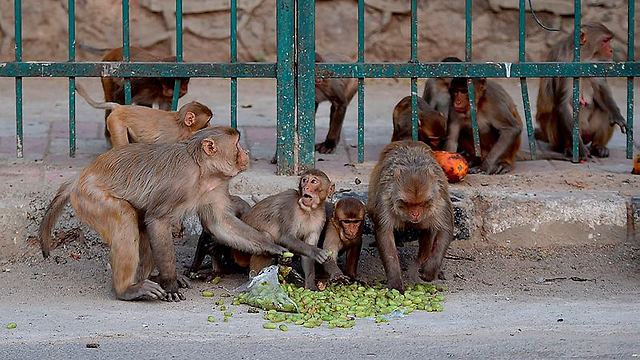 קופים ב הודו (צילום: AFP)