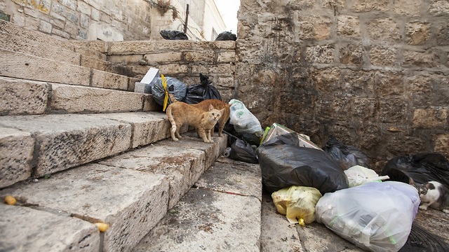 חתול ליד ערימת אשפה בירושלים (צילום: shutterstock)