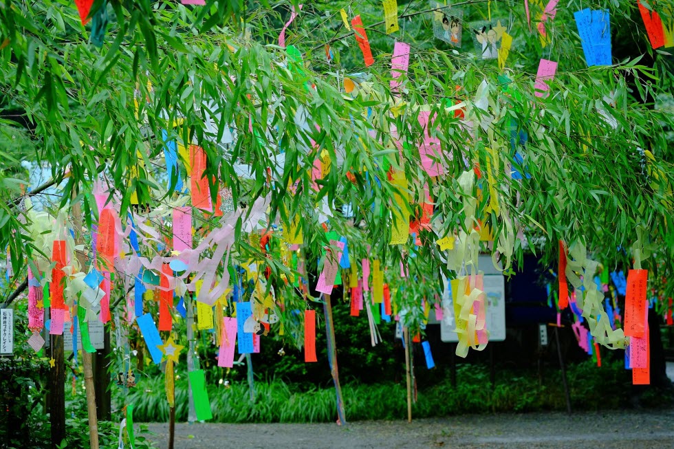 ביפן חוגגים את חג הכוכבים על ידי כתיבת משאלות, לפעמים בצורה של שירה על חתיכות קטנות של נייר שנתלים על עצים.  (קרדיט: מתוך ויקיפדיה)