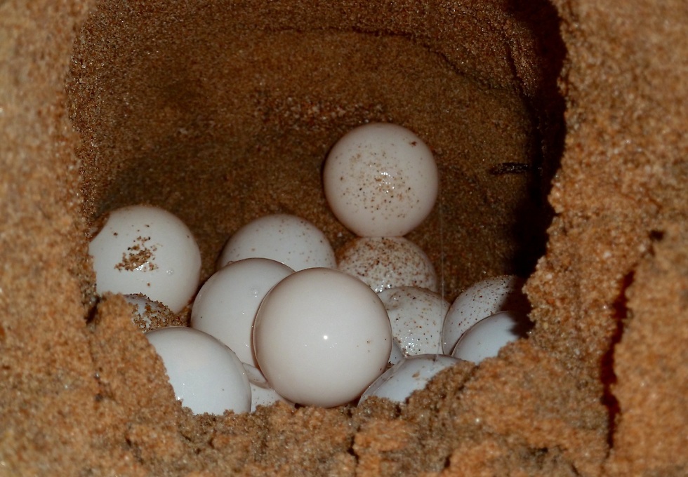 ביצים בקן בחוף ים (צילום: shutterstock)