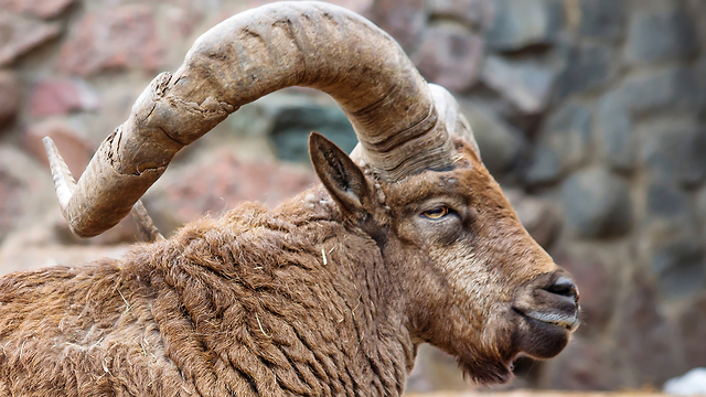אילוס אילוסטרציה כבש ארגאלי כבש הרים (צילום: shutterstock)