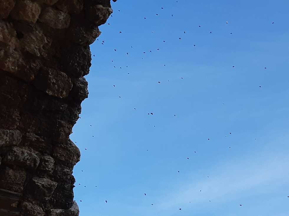 הדבורים במבצר העתיק (צילום: אבי דוד, רשות הטבע והגנים)