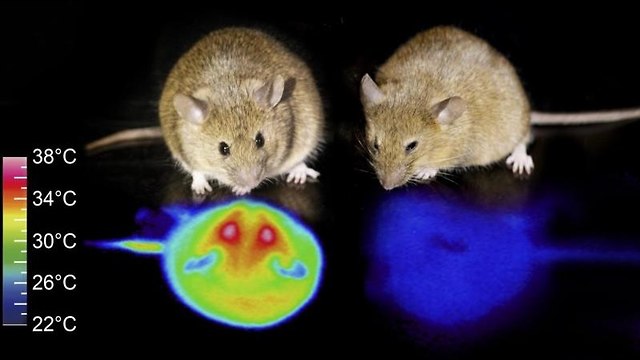 העכברים והמחקר (צילום: University of Tsukuba)