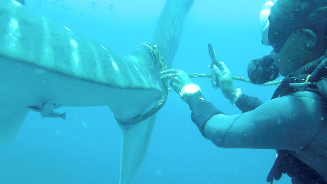צולל צוללים ב תאילנד מנסים להסיר חבל שנקשר ל כריש לווייתני (צילום: רויטרס)