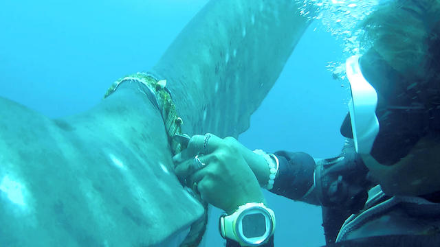 צולל צוללים ב תאילנד מנסים להסיר חבל שנקשר ל כריש לווייתני (צילום: רויטרס)