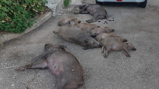 חזירי בר הורעלו ב נשר הרעלה (צילום:  אורן חן, רשות הטבע והגנים)