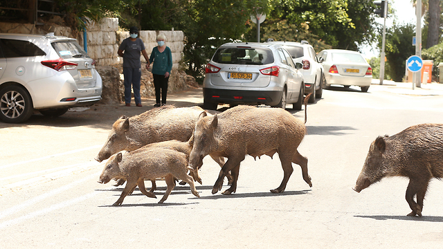 חזירי בר בחיפה (צילום: אלעד גרשגורן)