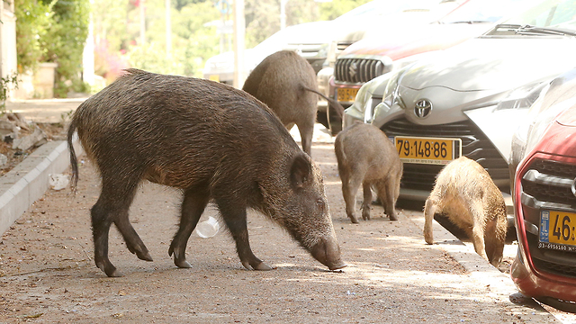 חזירי בר בחיפה (צילום: אלעד גרשגורן)