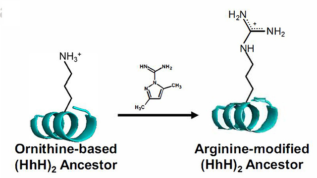 באמצעות תגובה כימית פשוטה, אפשר להמיר את האורניתין שברצף החלבון הקדום בארגינין (צילום: מסע הקסם המדעי, מכון ויצמן)