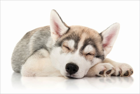  מניעים את הגוף כאילו הם רצים בעת שינה, ולא אחת הם גם מייבבים (צילום: Shutterstock)