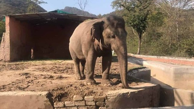 הפיל בפקיסטן (צילום: Friends of Islamabad-Zoo Facebook Page)