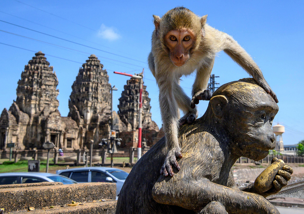 תאילנד לופבורי עיר ה קופים (צילום: AFP)