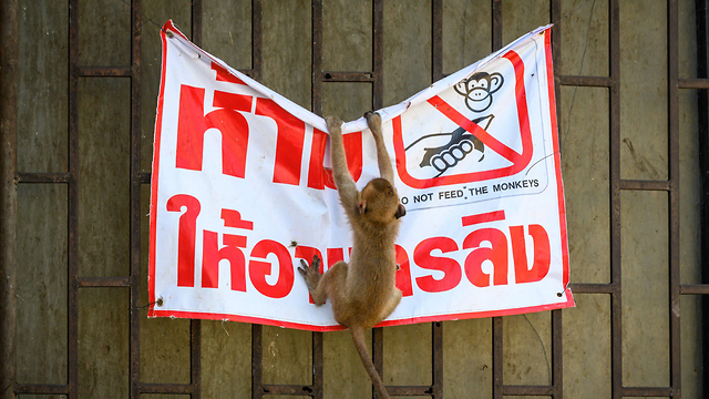 תאילנד לופבורי עיר ה קופים (צילום: AFP)
