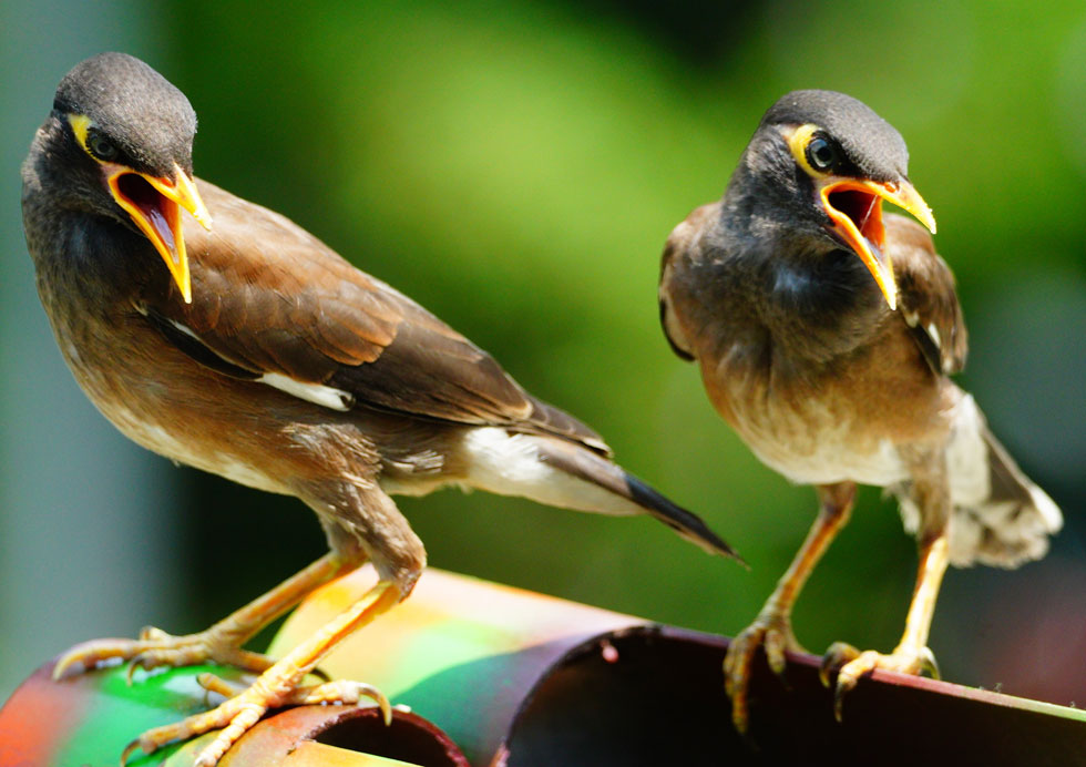 פולשת אגרסיבית ומסוכנת או ציפור שיר וחקיינית מחוננת? לחצו לכתבה (צילום: Shutterstock)