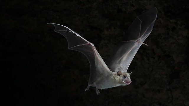 עטלף פירות (צילום: ג'נס ריידל)
