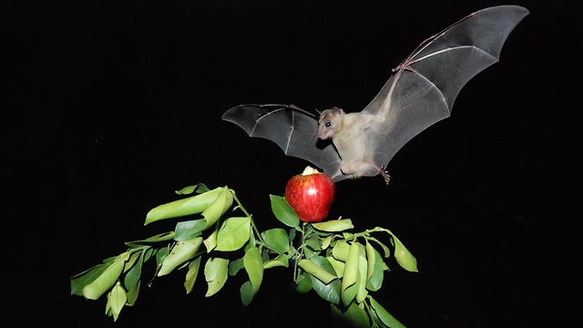 עטלף פירות (צילום:  פרופ' יוסי יובל, אוניברסיטת ת
