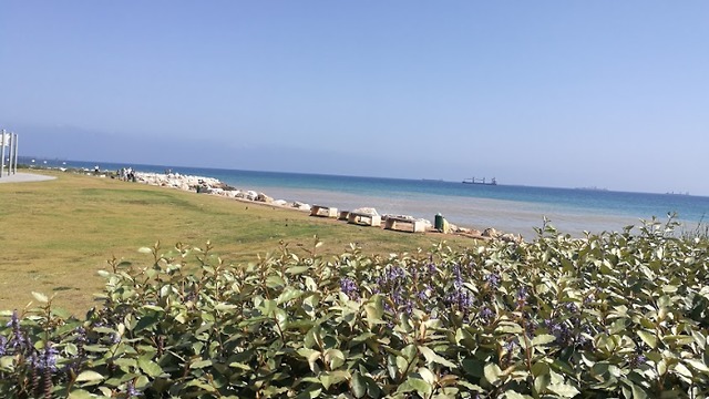 חוף באזור חיפה (צילום: משה פרלמוטר, החברה להגנת הטבע)