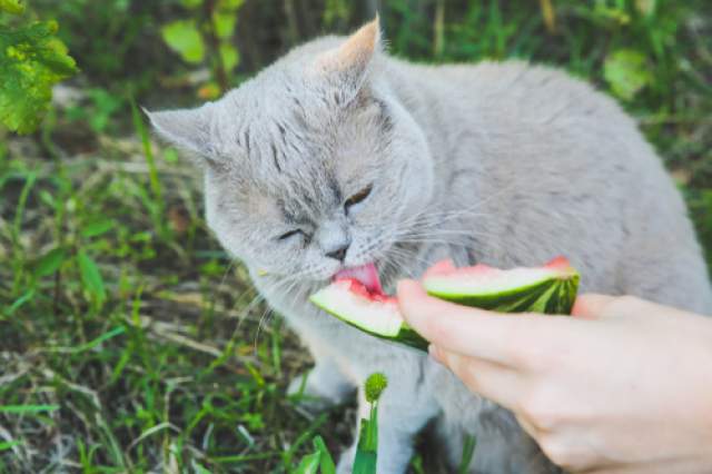 Некоторые кошки обожают лизать сладкую мякоть арбуза