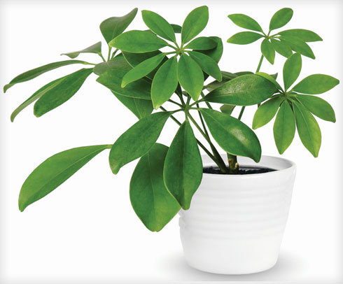 הצמחים יספגו את רוב החום וייצרו צל ואפקט מקרר סביבם (צילום: Shutterstock)