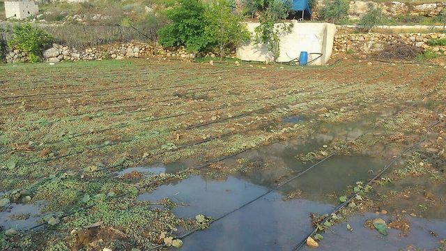 לפי התביעה, הביוב גרם לנזקים כלכליים קשים לכפר הפלסטיני (צילום: קובי הר צבי)