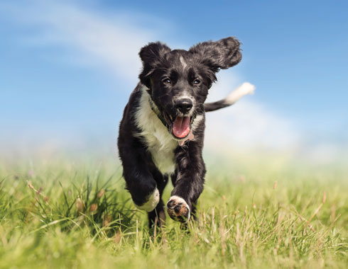 גורמים גנטיים תרמו במידה רבה לבחירה לאמץ כלב ולגדלו, כשחלקה של התורשה ממלא תפקיד ב־57% בקרב נשים וב־51% בקרב גברים (צילום: Shutterstock)
