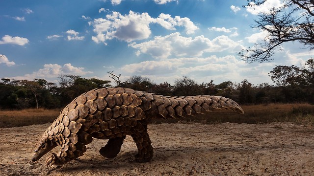 זימבבואה – חזון אפוקליפטי: החיה שחשודה כמפיצת הקורונה (צילום: Brent Stirton, Getty Images עבור 