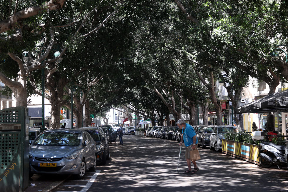 גם רחוב ביאליק, אחד הרחובות המסחריים הטובים בישראל, מקבל הגנה - על העצים המפוארים שהולכי הרגל נהנים לפסוע בצילם (צילום: יריב כץ)