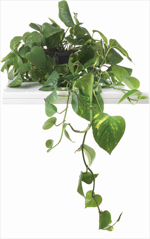 צמח רב פעלים: מנטרל מזהמי אוויר, מסייע להפחתת כמות האבק באוויר, מעודד קשב וריכוז ומזרז החלמה. פוטוס  (צילום: Shutterstock)