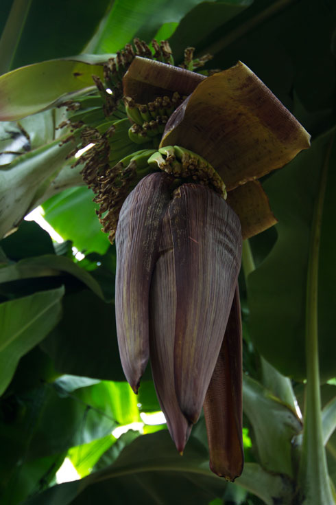 גזעולי הבננה הם מחזוריים, וכריתתם אינה פוגעת בצמח (צילום: Klau Rothkegel)